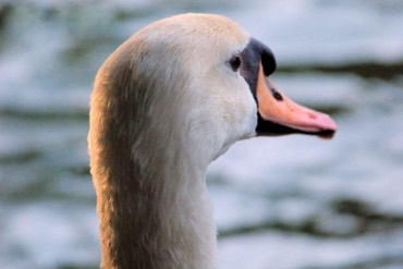 Mute swan 
